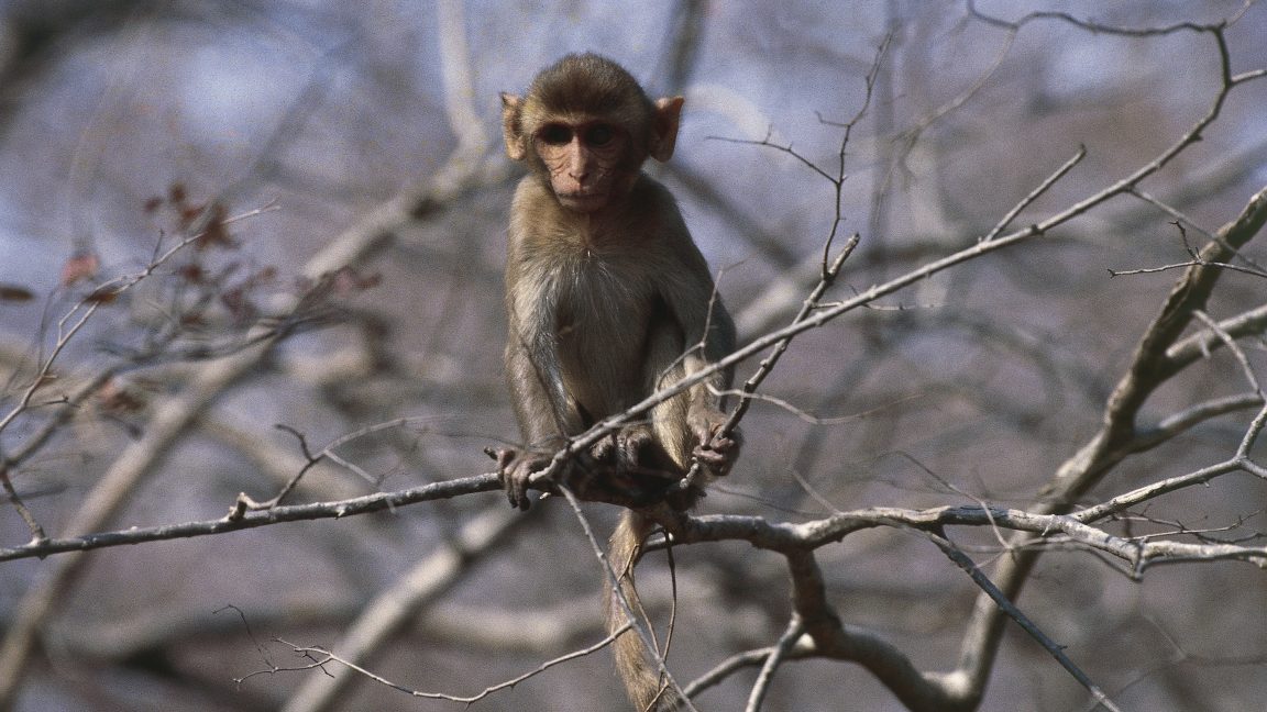 Research monkeys still having a ball days after busting out of lab, policy say