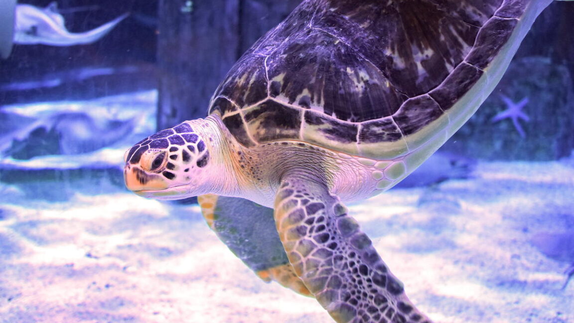 Injured green sea turtle relearns how to swim thanks to 3D-printed harness