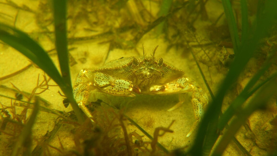 Seagrass is fantastic at carbon capture—and it’s at risk of extinction