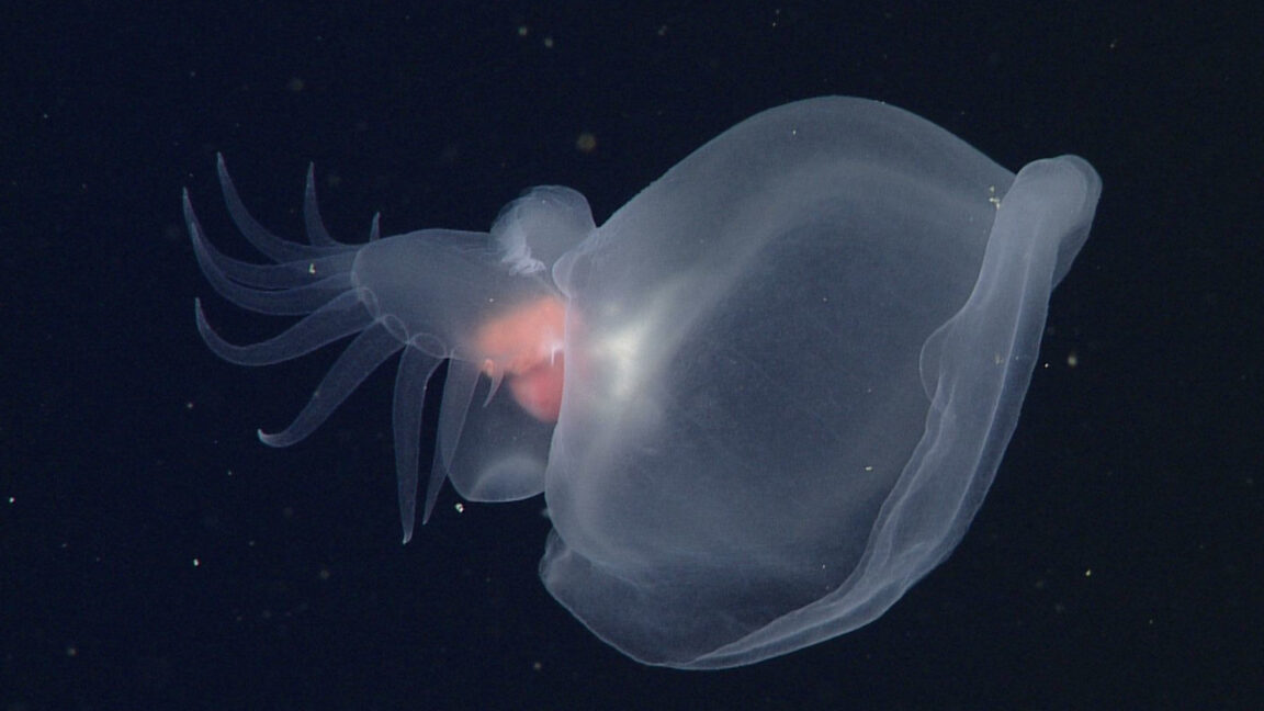 Glowing sea slug behaves like a jellyfish, lizard, and Venus flytrap