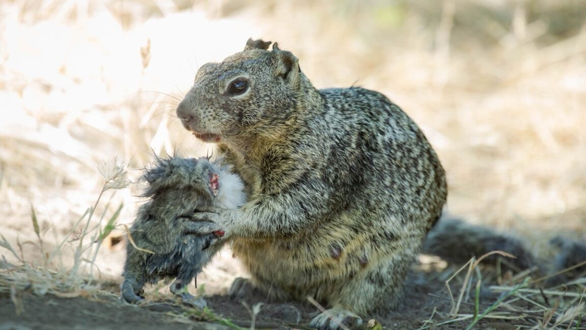 These squirrels are cold-blooded vole killers