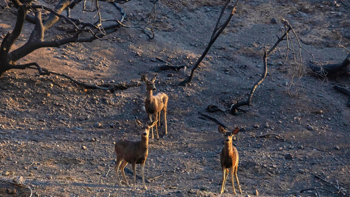 Southern California wildfires likely outpace ability of wildlife to adapt